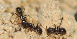 species of ant in the uk - Lasius niger