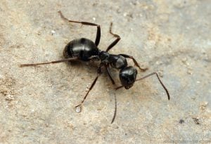 species of ant found in the uk - Formica sp