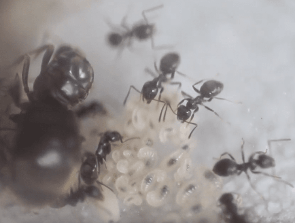 myrms ant colonies journal