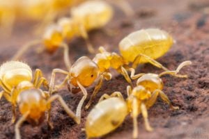 species of ant found in the uk - yellow