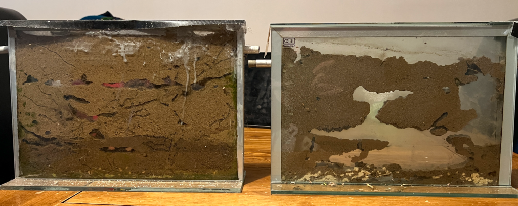 Side by side comparison of an empty Lasius niger nest (left) and a Myrmica rubra nest (right), showing the differences in species nest structure.